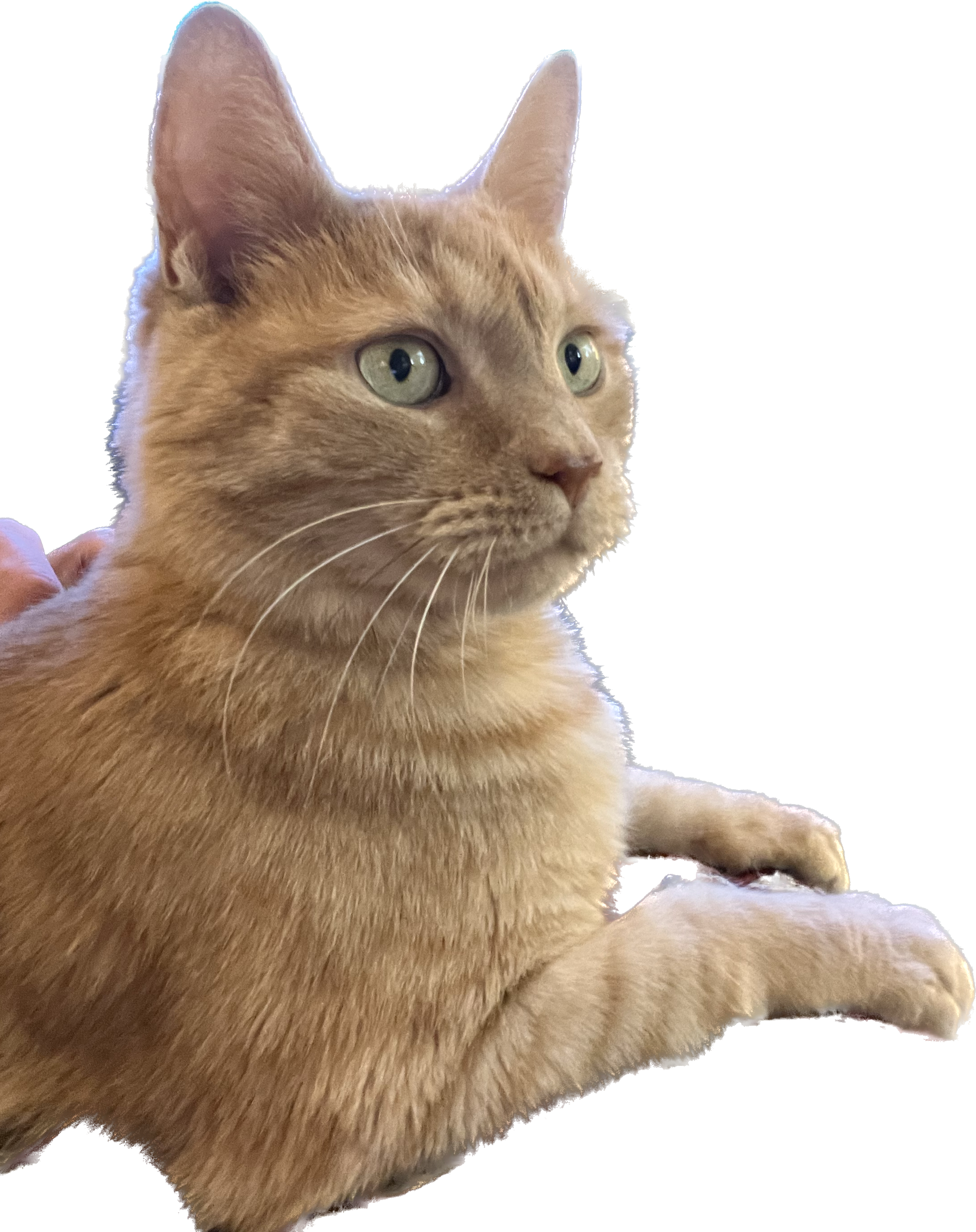 Millie, VP of Hissing